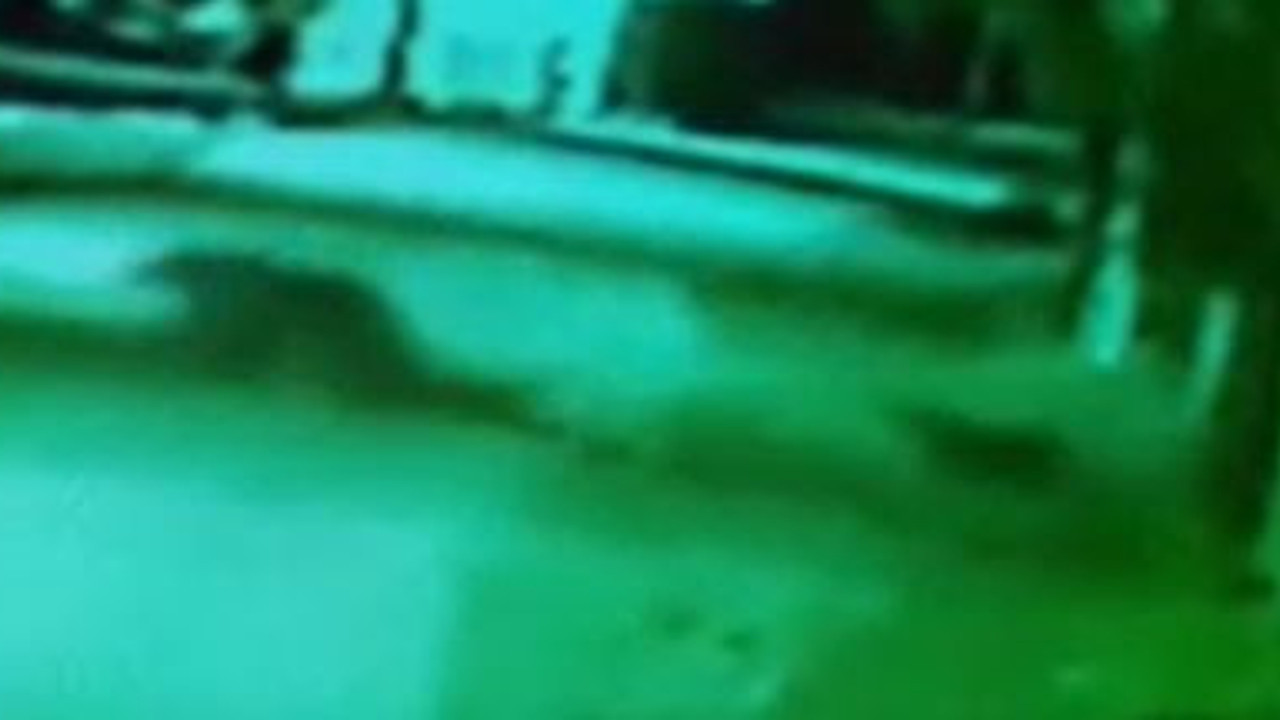 Köpekler kovaladı ayı kaçtı