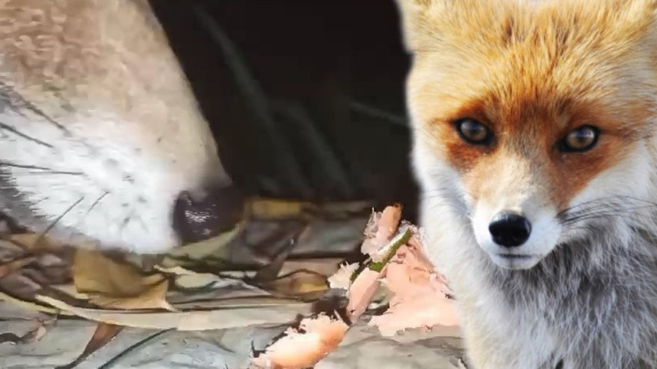 Beslediği tilki telefonunu kapıp kaçtı