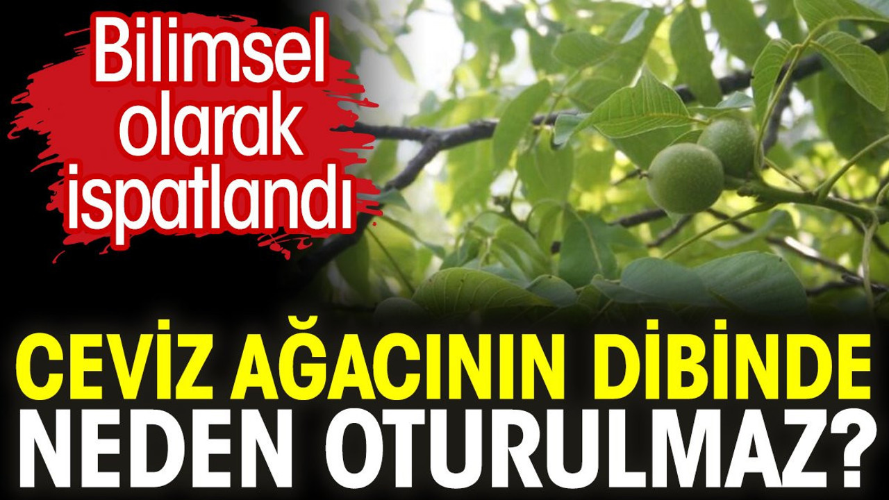 Ceviz ağacının dibinde neden oturulmaz? Bilimsel olarak ispatlandı
