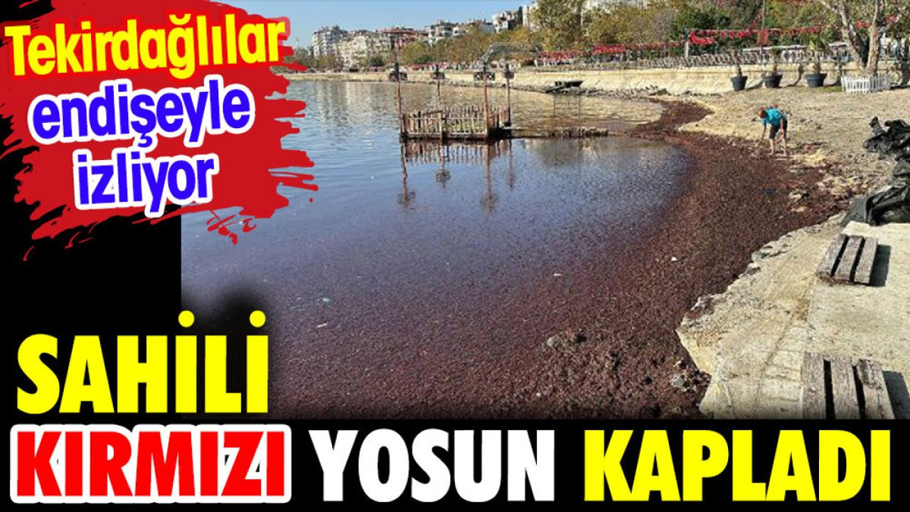 Sahili kırmızı yosun kapladı. Tekirdağlılar endişeyle izliyor