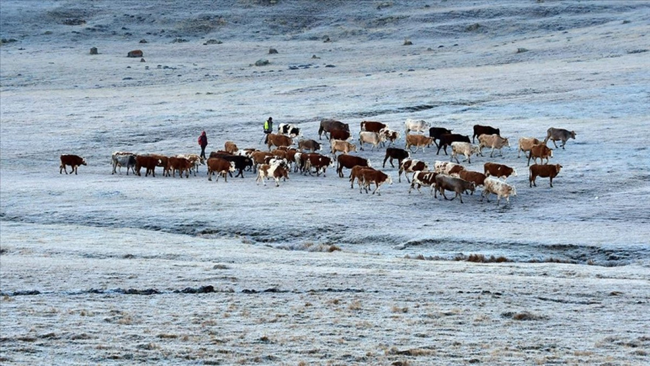 Ardahan, Erzurum ve Kars'ı soğuk hava vurdu: Camları buz tuttu, bitkileri kırağı kapladı