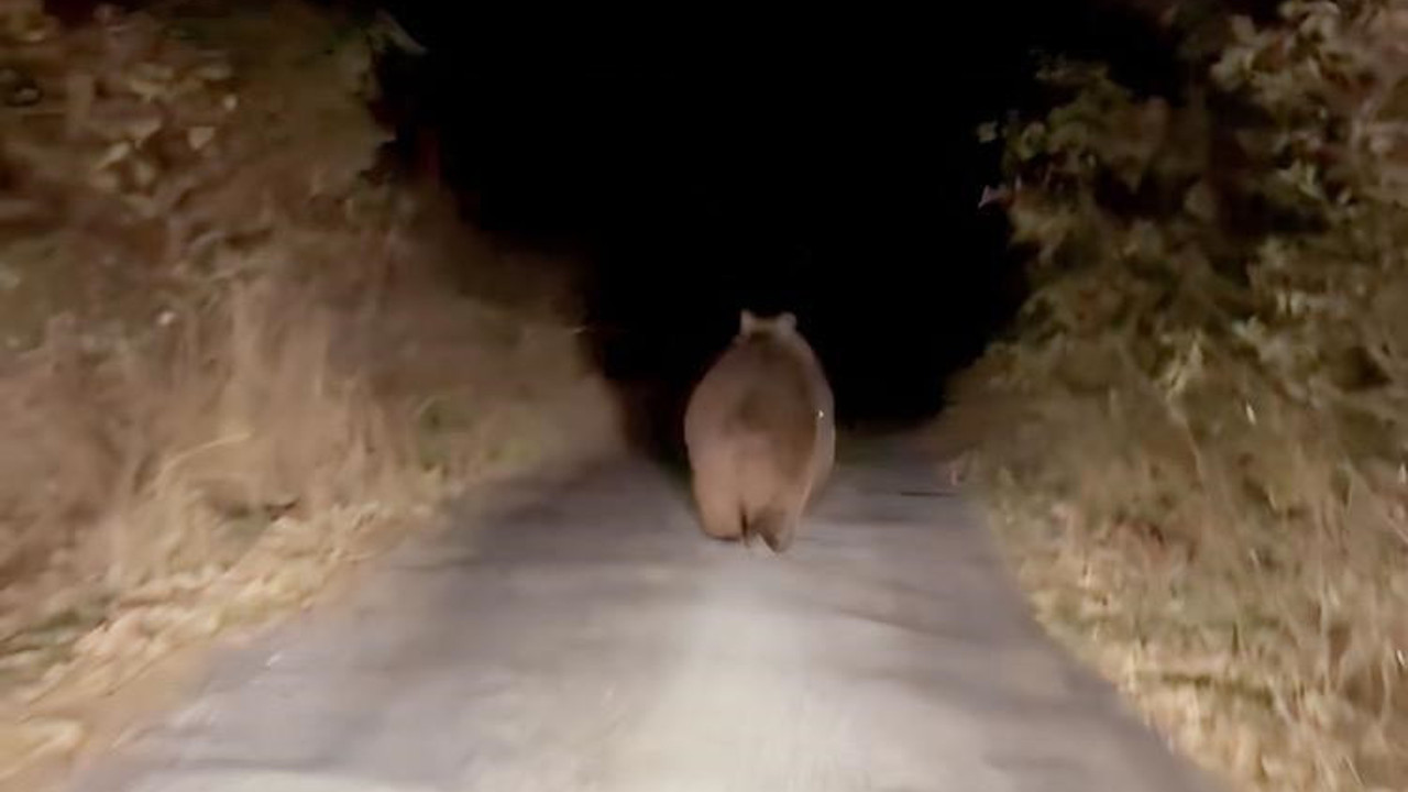 Ilgaz'da otomobilin önüne ayı çıktı