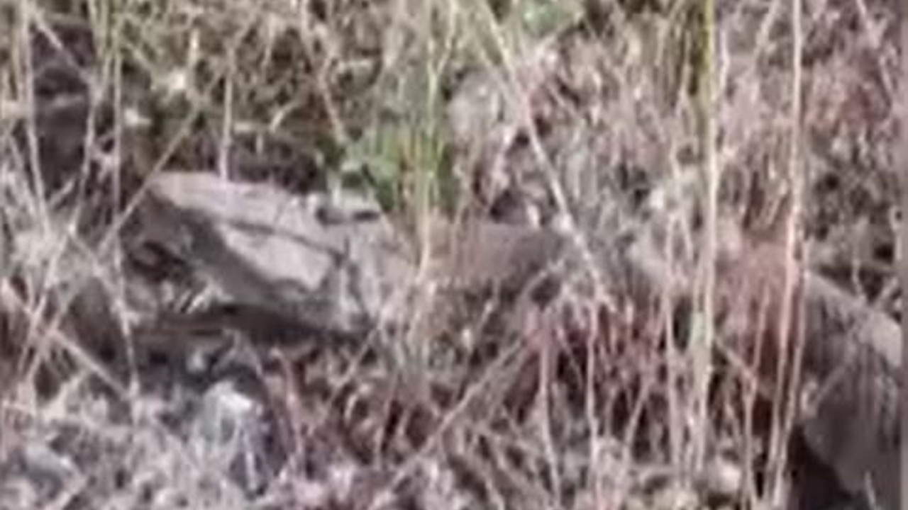 Sivas’ta görüntülendi. Zehirli dev yılan hayrete düşürdü