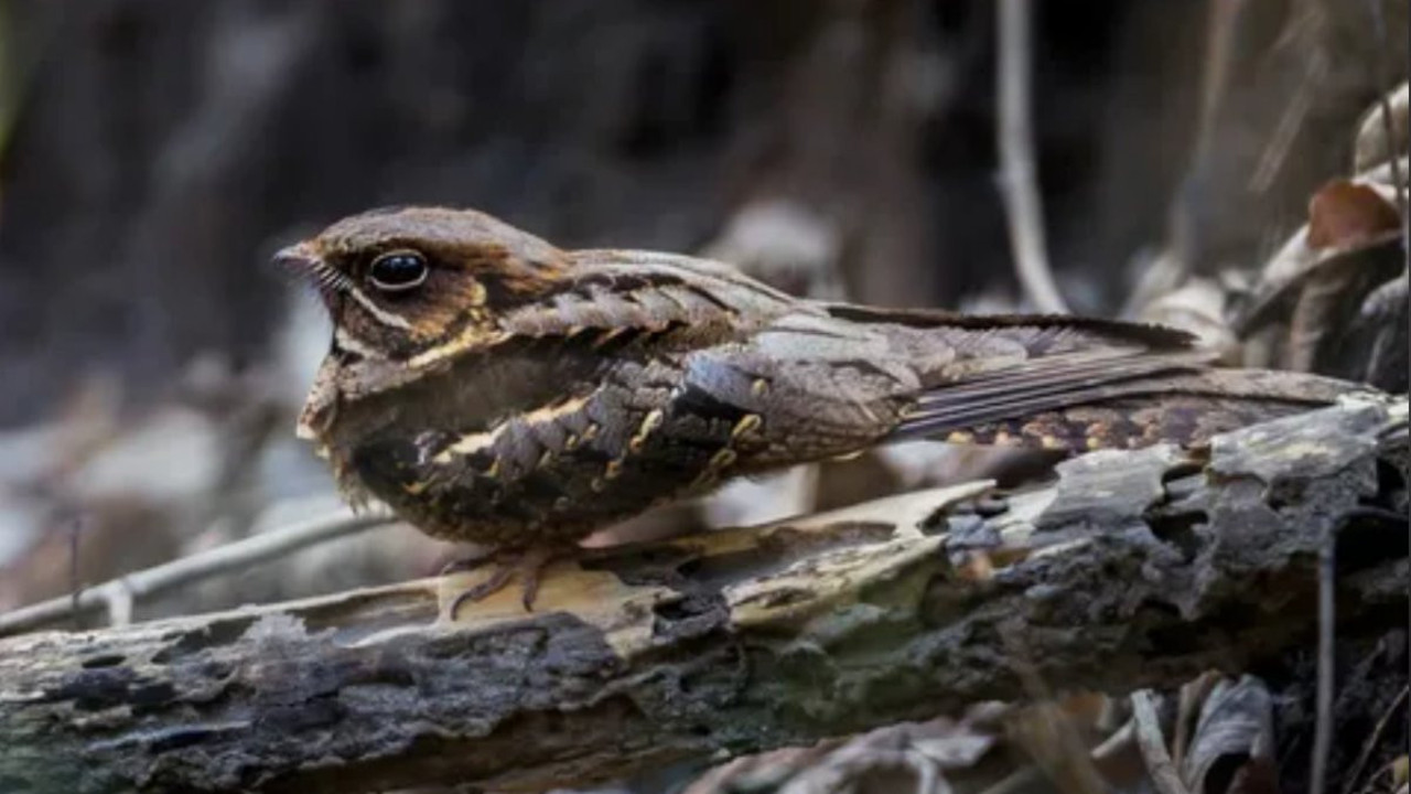 Çobanaldatan kuşu tedavi edildi. Adı neden Çobanaldatan?