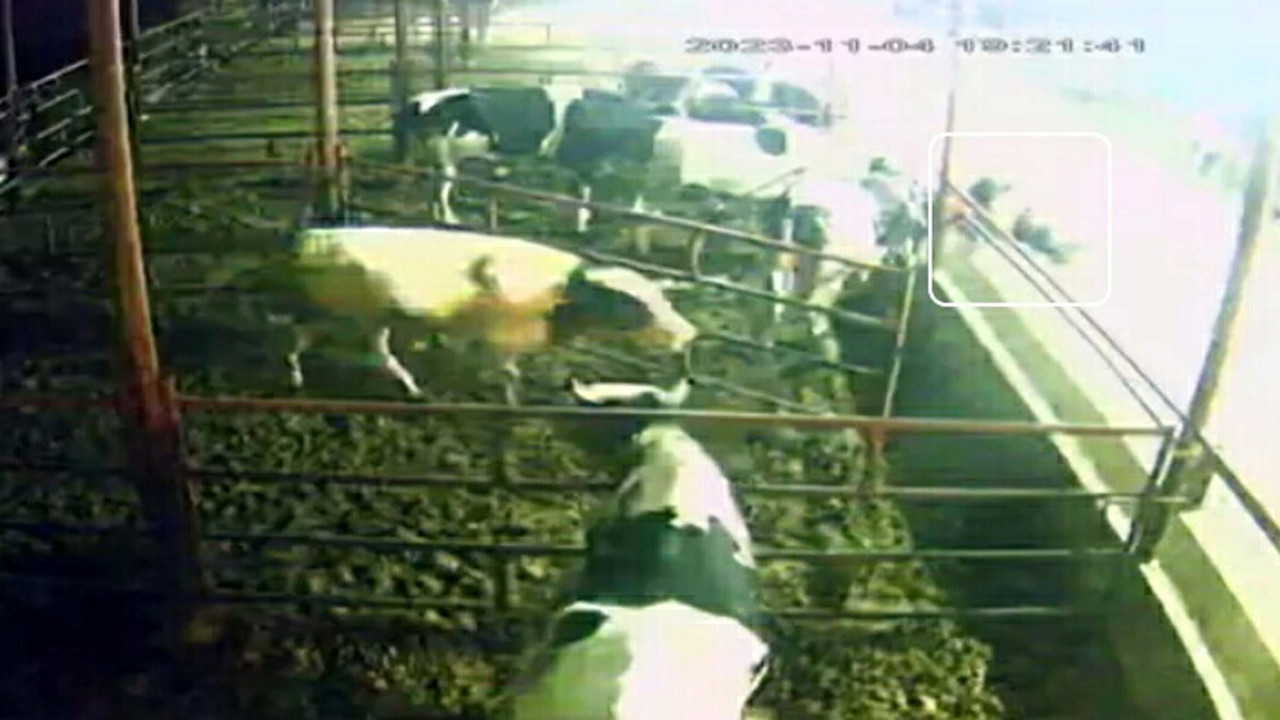 İneklerin saldırısına uğrayan bakıcı hastanelik oldu