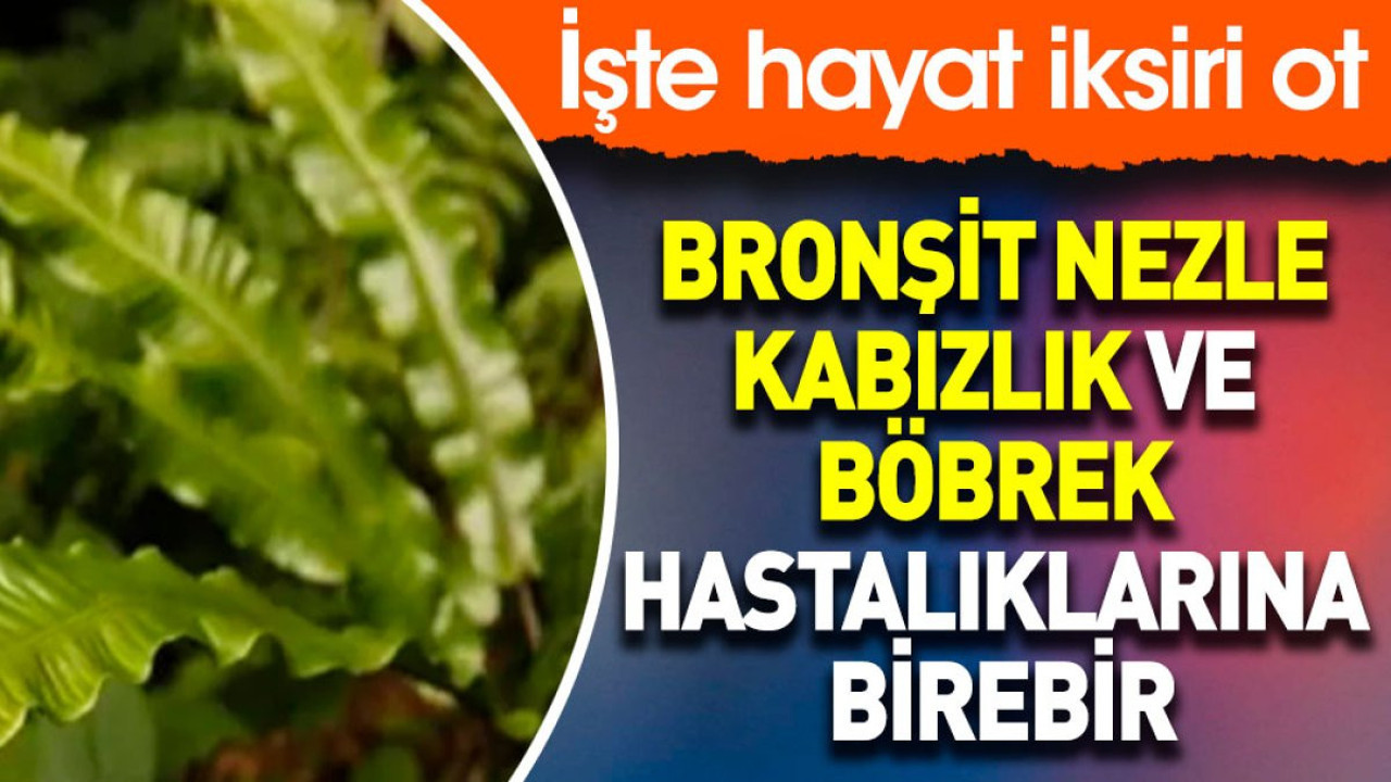 Bronşit nezle kabızlık ve böbrek hastalıklarına birebir. İşte hayat iksiri ot