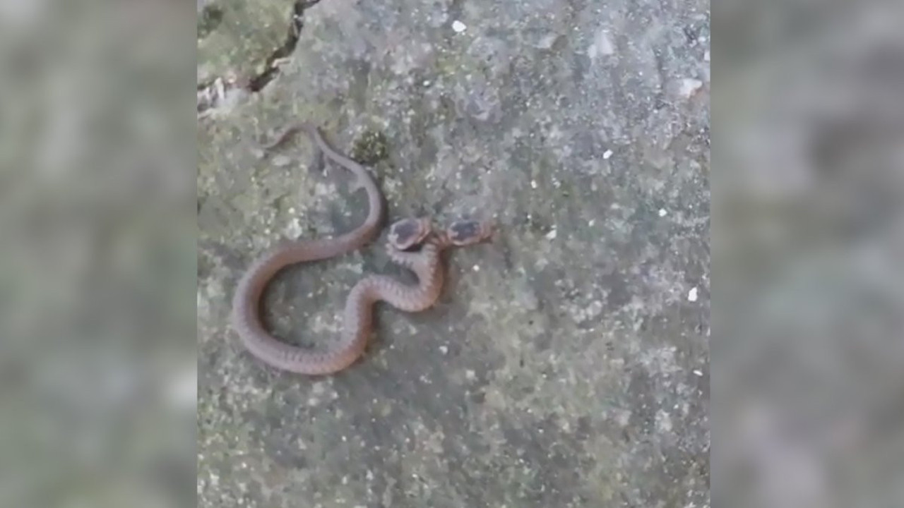 Çift başlı yılanı gördü gözlerine inanamadı. Beton zeminde sürünürken fark etti