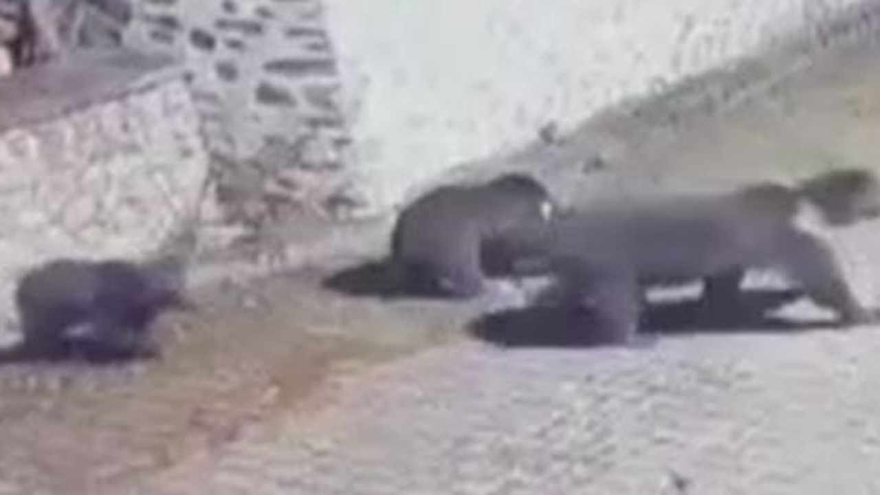 Ayılar bahçe duvarından atladı