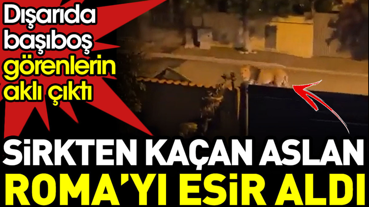 Sirkten kaçan aslan Roma’yı esir aldı. Dışarıda başıboş görenlerin aklı çıktı