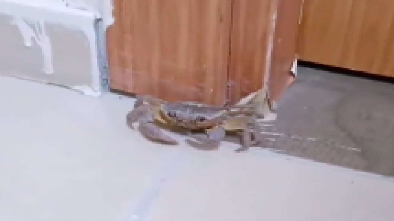 Öğrenci yurdu odasına yengeç girdi