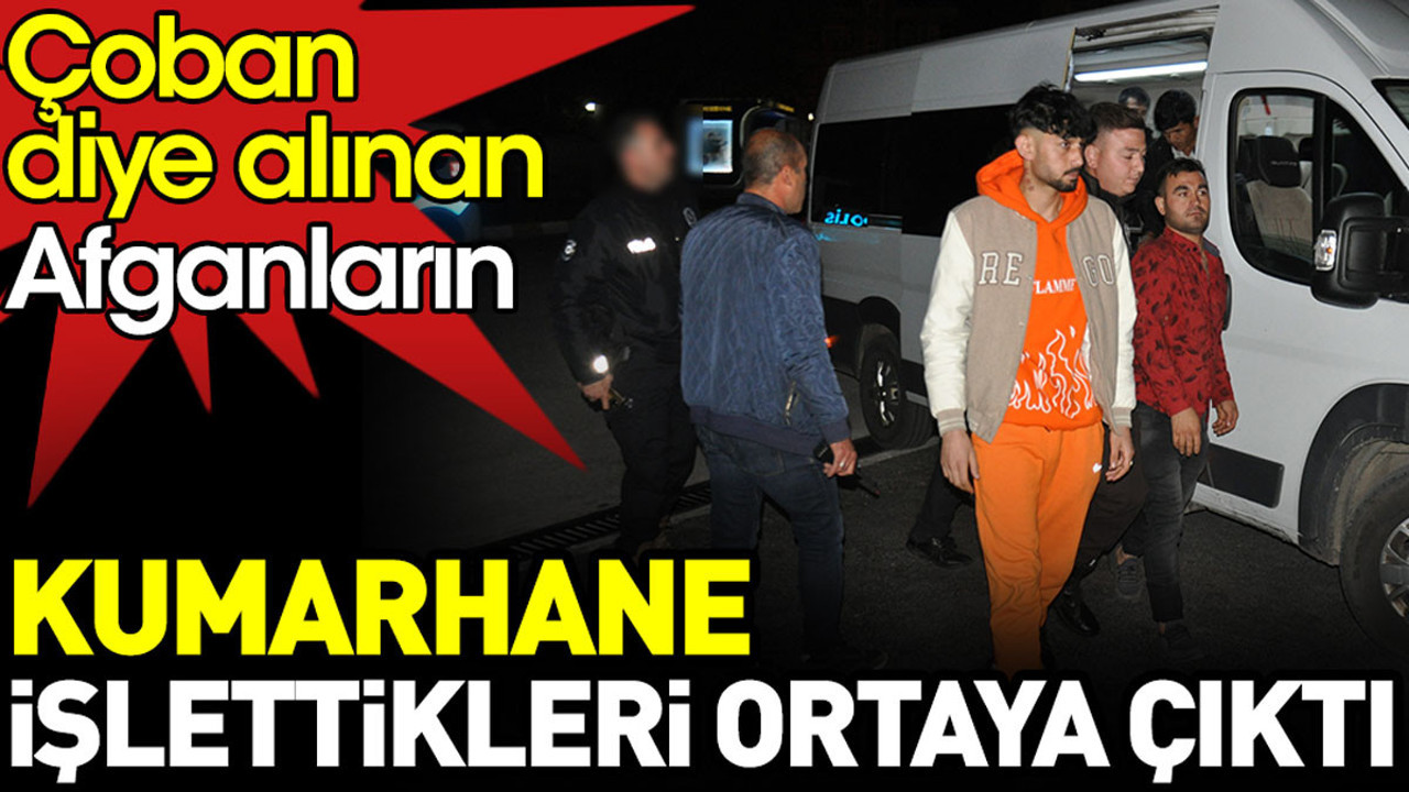 Çoban diye alınan Afganların kumarhane işlettikleri ortaya çıktı