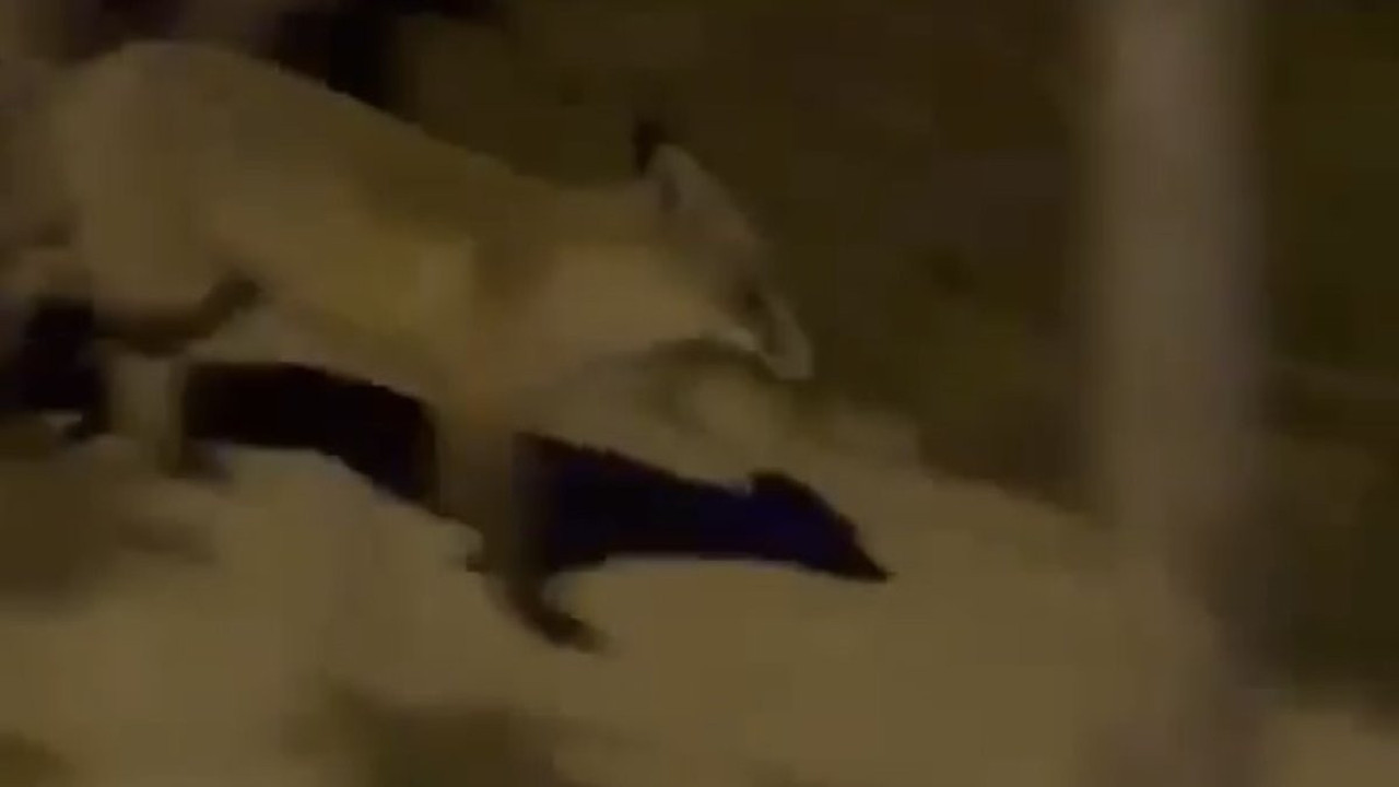 Elazığ’da aç kalan tilki şehir merkezine indi