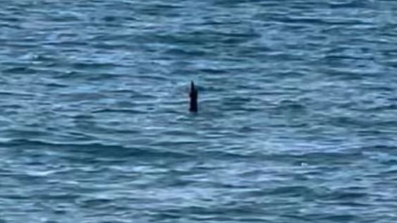 Denizden çıkan canlı dehşete düşürdü. Türünün en tehlikesiydi görenler kaçmaya başladı