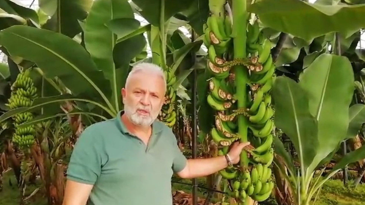 Muz ağaçlarını talan eden hırsızlar üreticiyi 200 bin lira zarara soktu