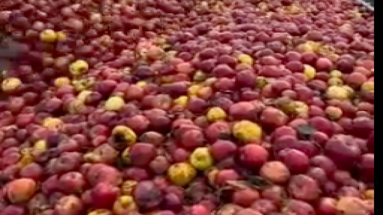 Meyve suyu üretimi için toplanan elmaların görüntüsü gündem oldu