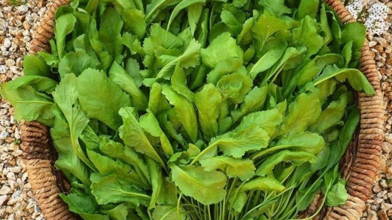 Tembel bağırsakları arı gibi çalıştıran sebze. En sağlıklı sebze listesinin en başında