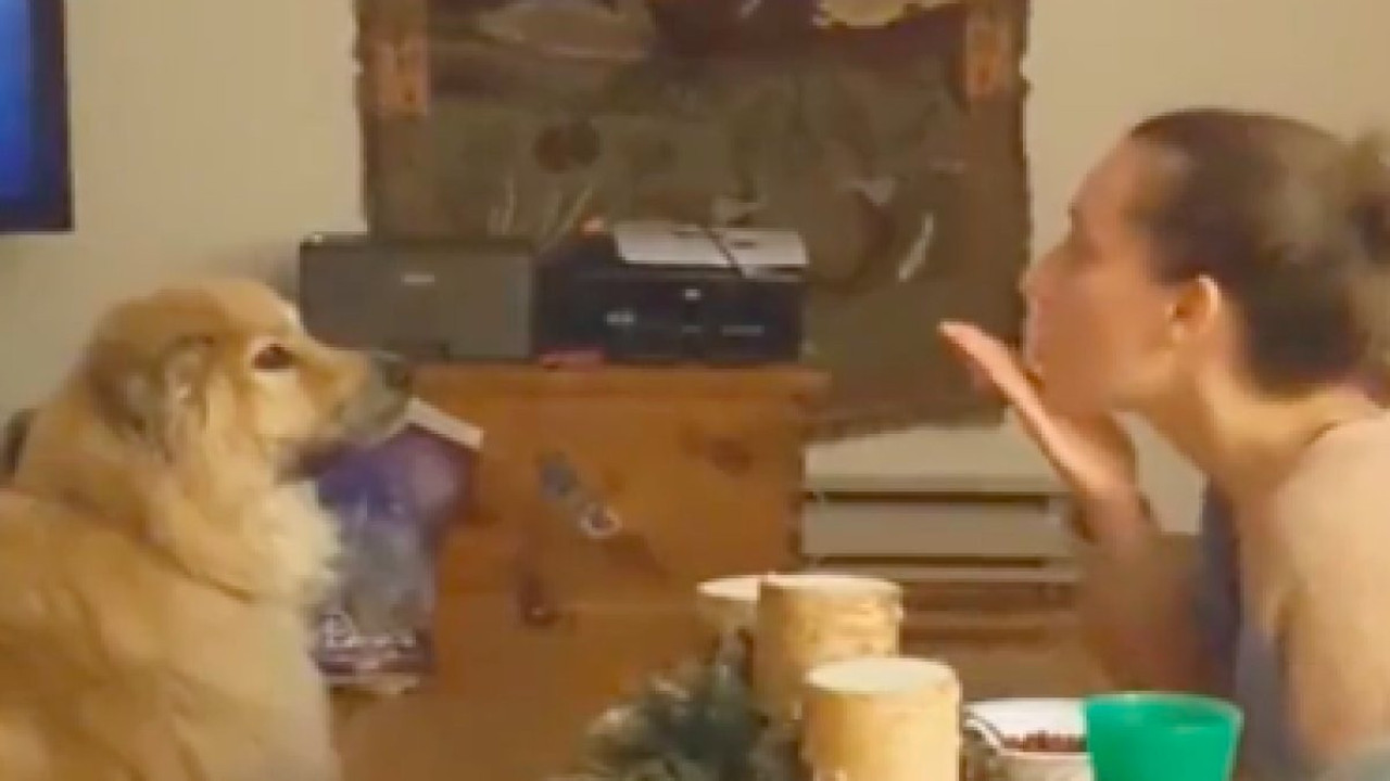 Sahibinin havaya attığı öpücüğü gözleriyle takip etti