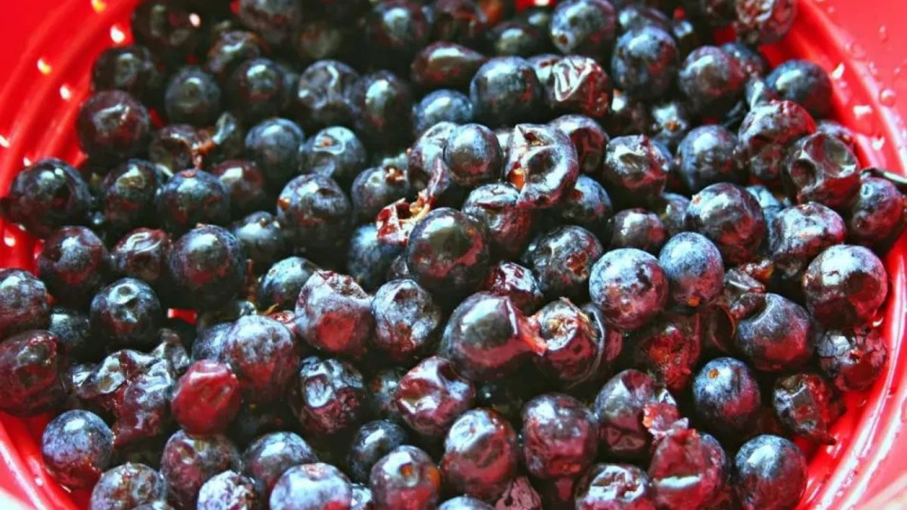 Çakal Eriği neye iyi gelir