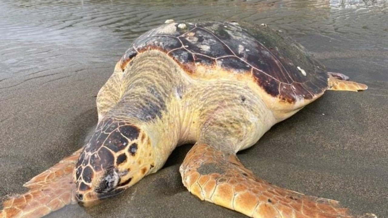 Hatay'da sahilde ölü caretta caretta bulundu (19 Kasım 2023)