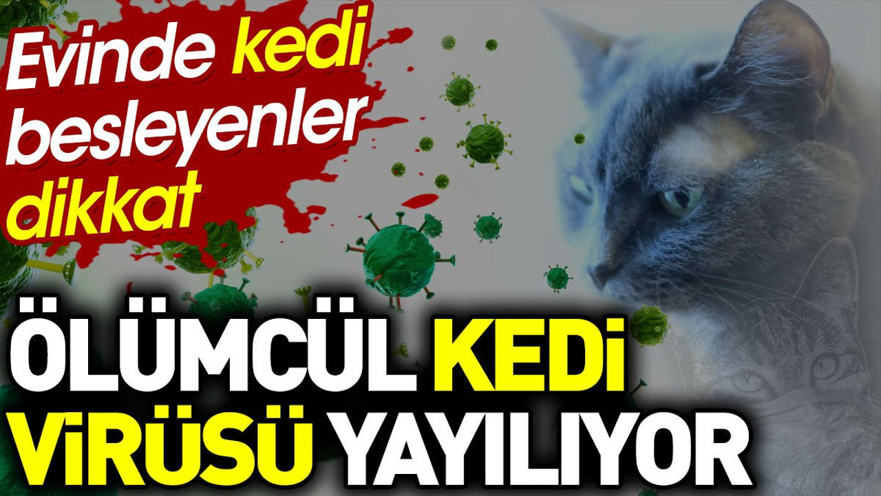 Evinde kedi besleyenler dikkat. Ölümcül kedi virüsü yayılıyor