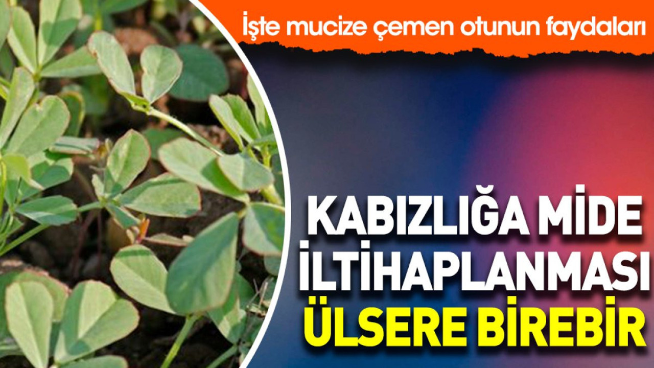 Kabızlık mide iltihaplanması ülsere birebir. İşte mucize çemen otunun faydaları