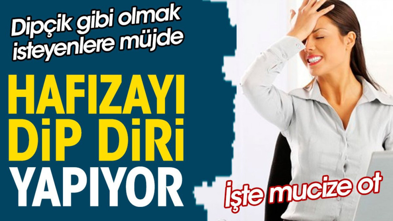 Hafızayı dip diri yapıyor. Dipçik gibi olmak isteyenlere müjde. İşte mucize ot