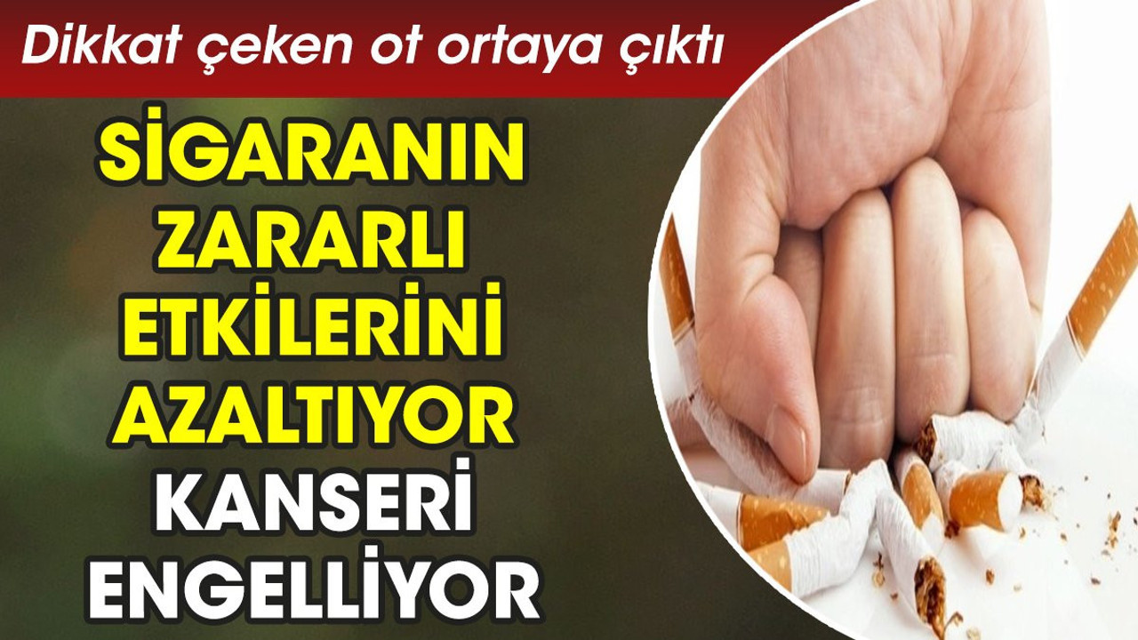 Sigaranın zararlı etkilerini azaltıyor. Kanseri engelliyor. Dikkat çeken ot ortaya çıktı