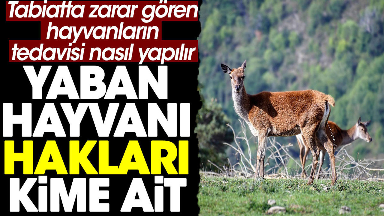 Yaban hayvanlarının hakları kime ait? Tabiatta zarar gören hayvanların tedavisi nasıl yapılır?