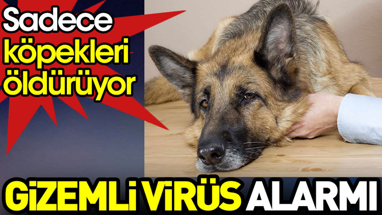ABD’de gizemli virüs alarmı. Sadece köpekleri öldürüyor