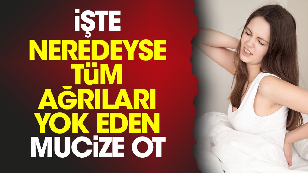 İşte neredeyse tüm ağrıları yok eden mucize ot
