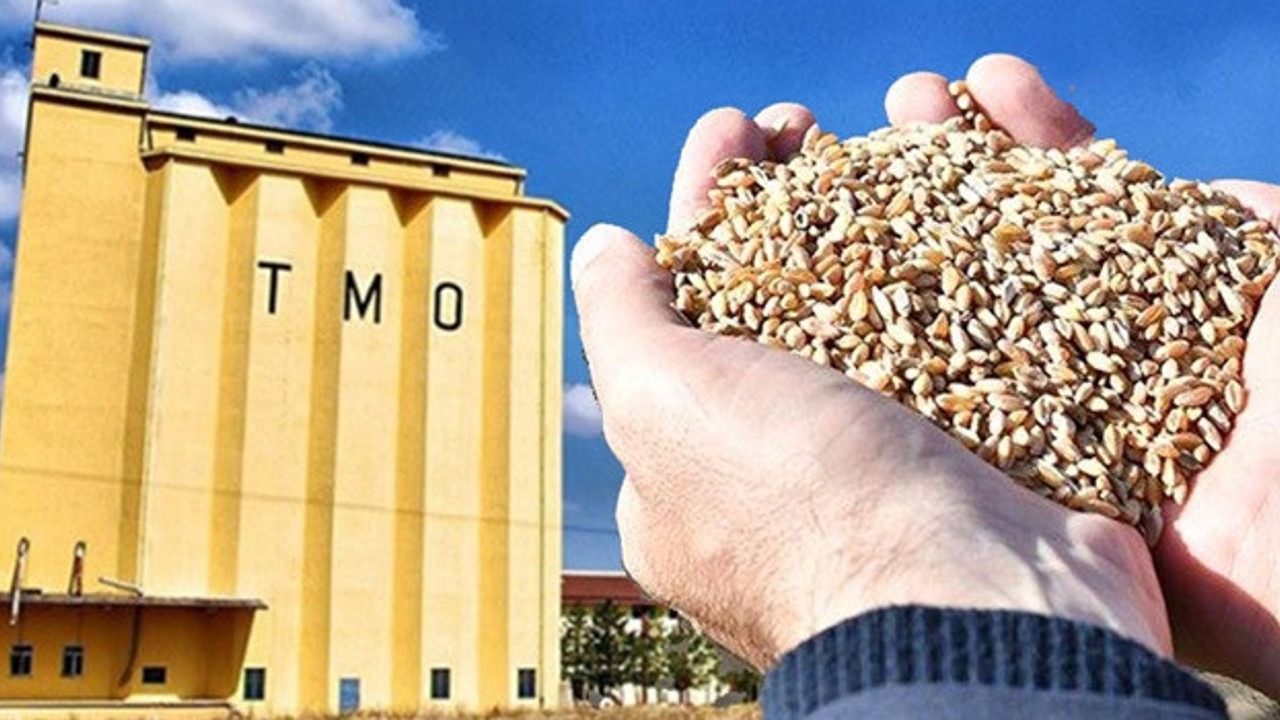 TMO'nun deposundan 300 kamyon buğday çalındı. Buhar olan 7 bin 500 ton buğday için TMO "bir miktar ürün kayboldu" dedi
