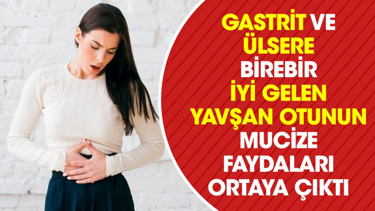 Gastrit ve ülsere birebir iyi gelen yavşan otunun mucize faydaları ortaya çıktı