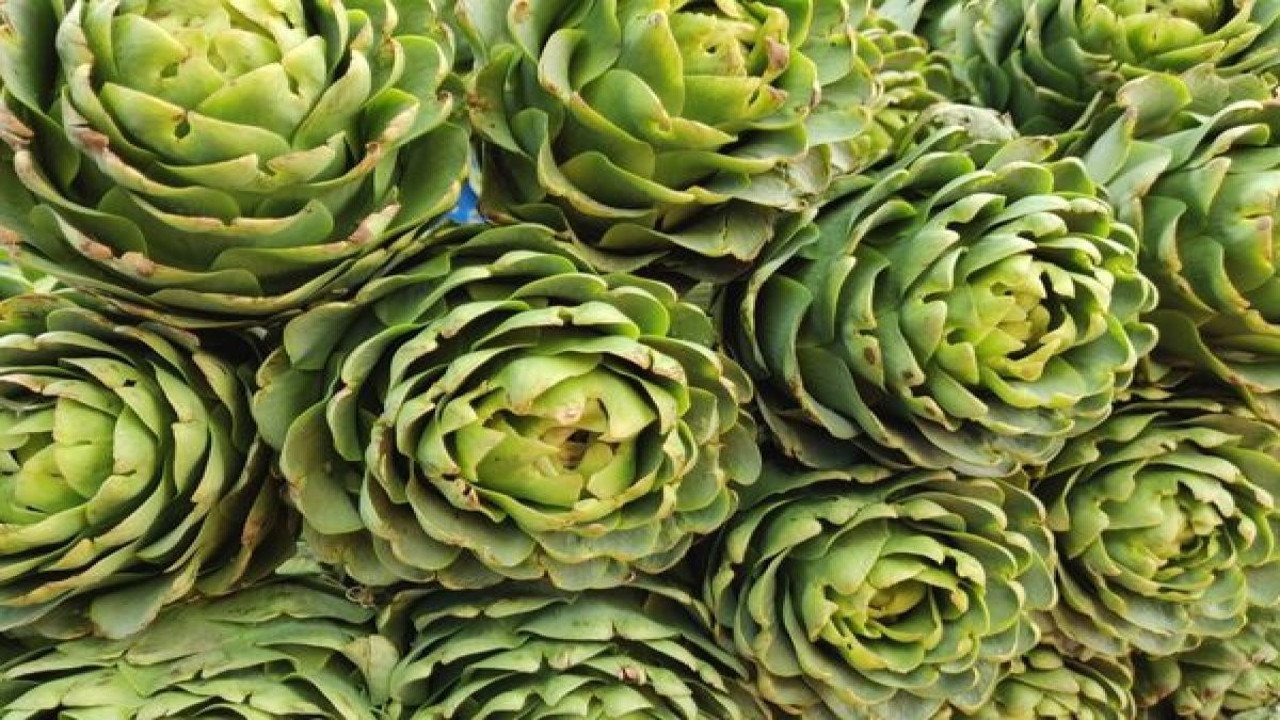 Enginar güzelleştirir mi