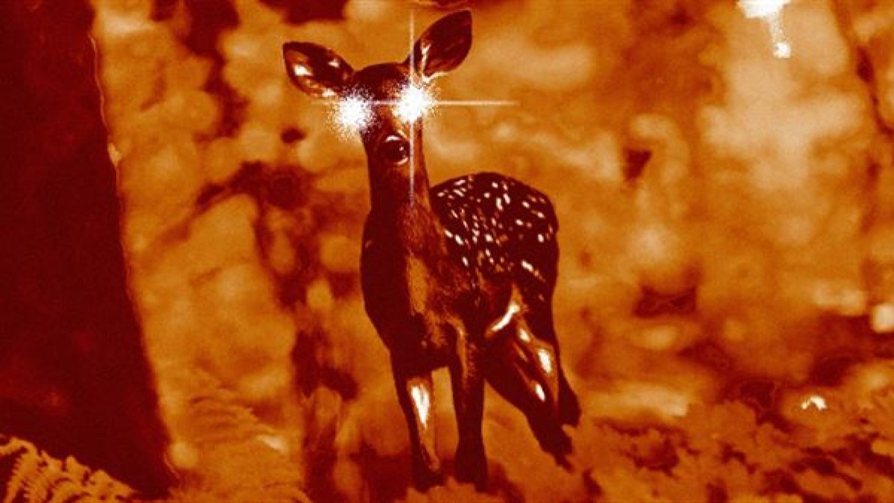 Zombi geyik salgını yayılıyor. İnsana bulaşma ihtimali var mı