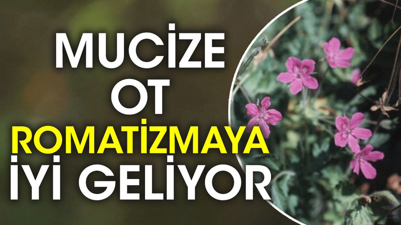 Mucize ot romatizmaya iyi geliyor (23 Kasım 2023)
