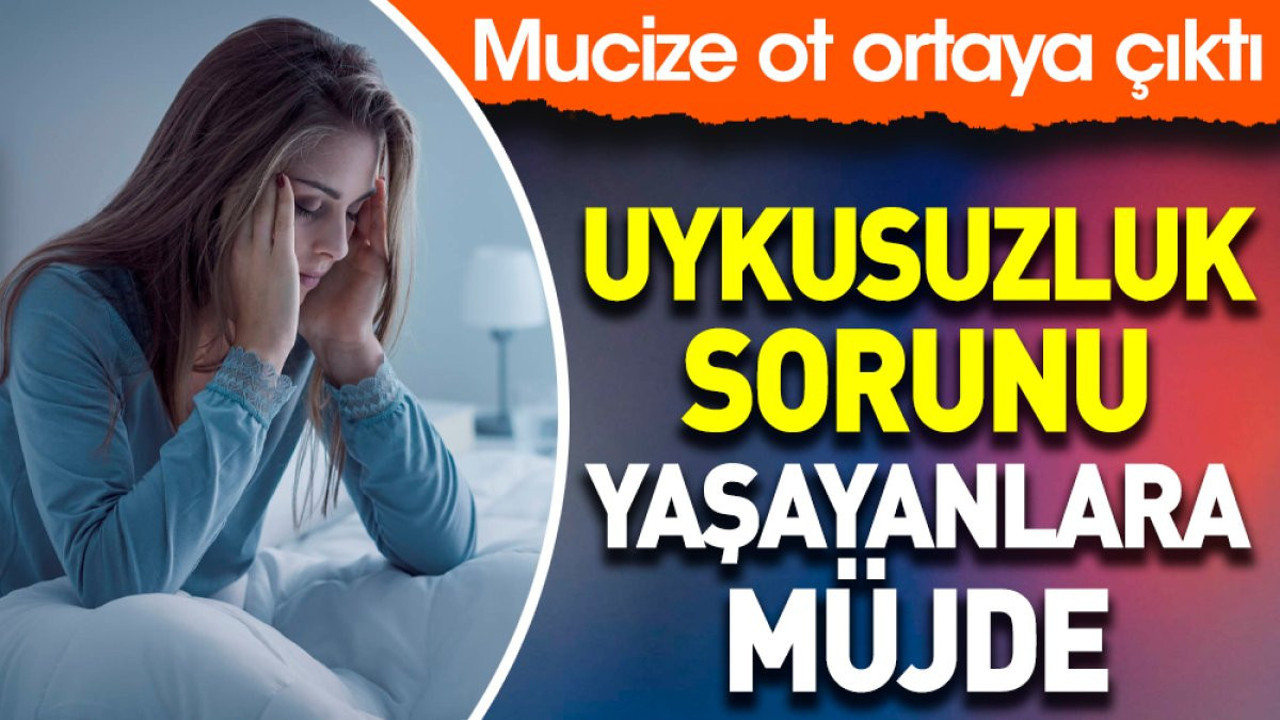 Uykusuzluk sorunu yaşayanlara müjde. Mucize ot ortaya çıktı