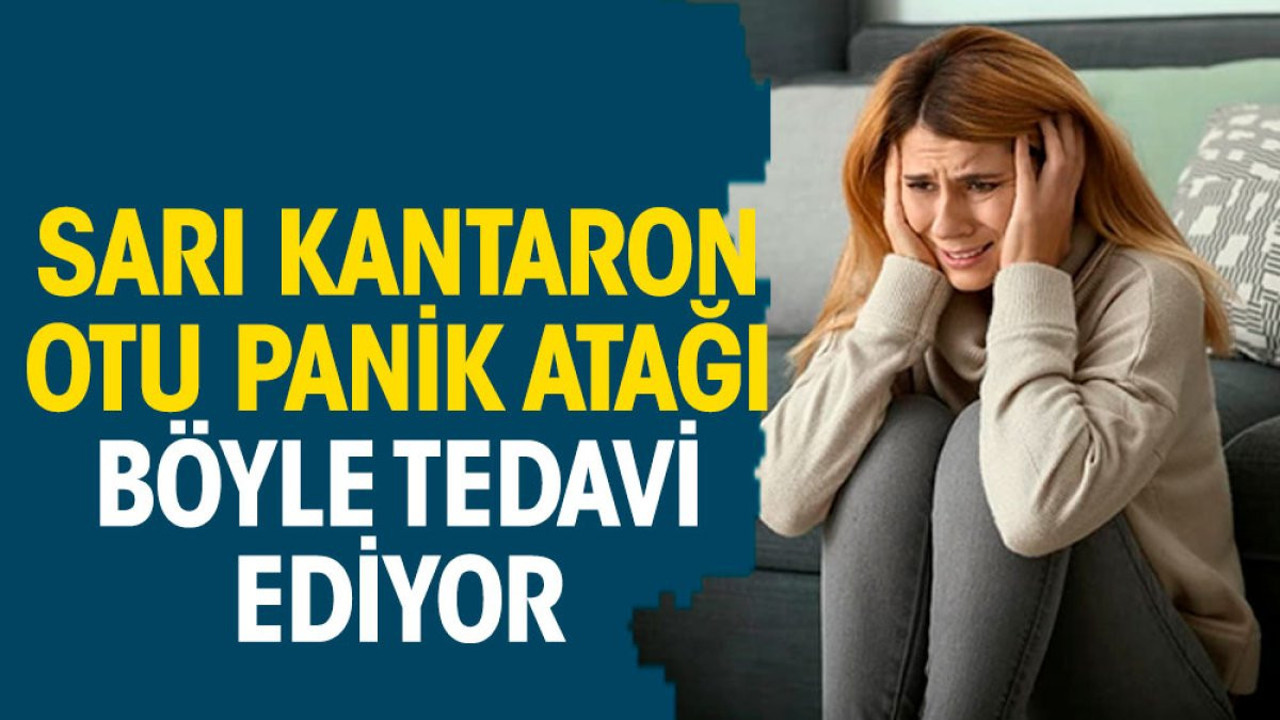 Sarı kantaron otu panik atağı böyle tedavi ediyor