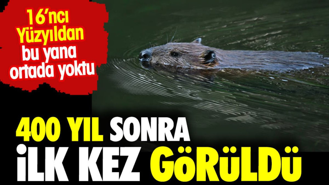 İngiltere'de 400 yıl sonra ilk kez görüldü. 16.Yüzyıldan bu yana ortada yoktular