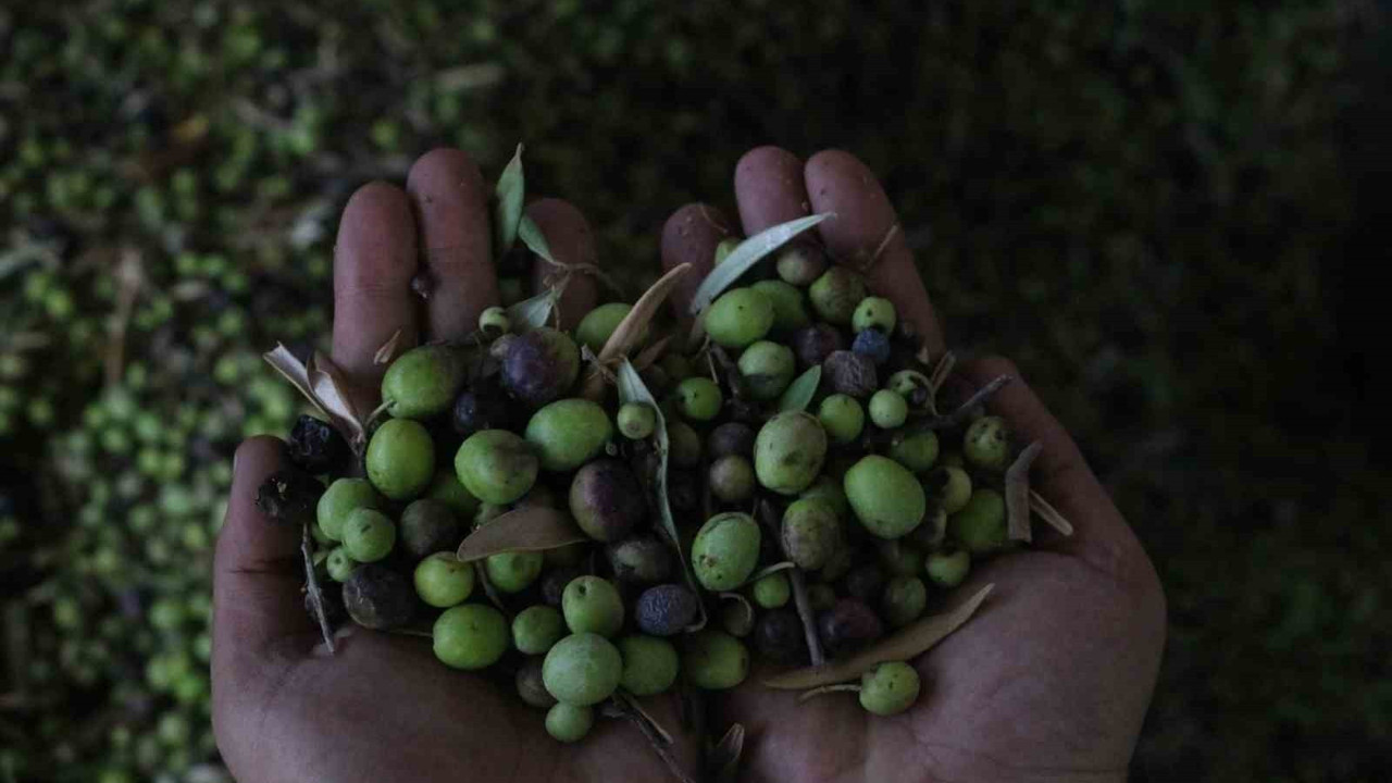 Altınözü zeytinyağı tescillendi. Altın suyu olarak adlandırılıyor
