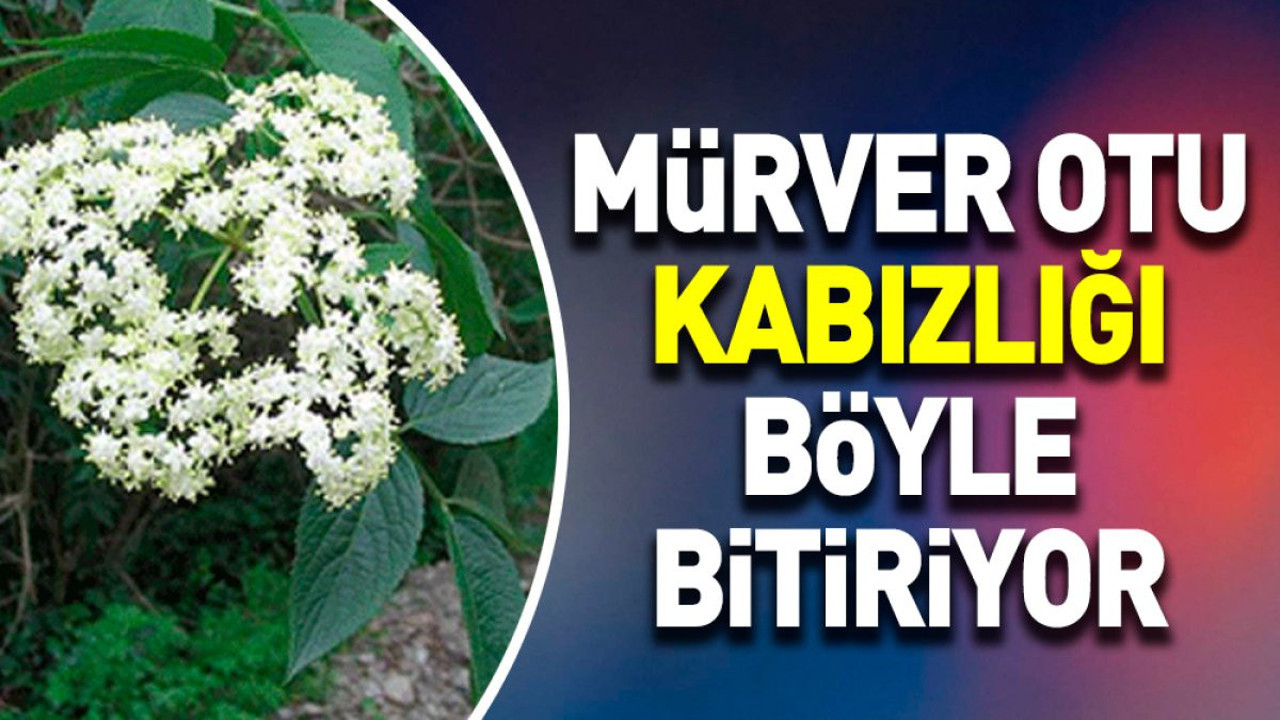 Mürver otu kabızlığı böyle bitiriyor