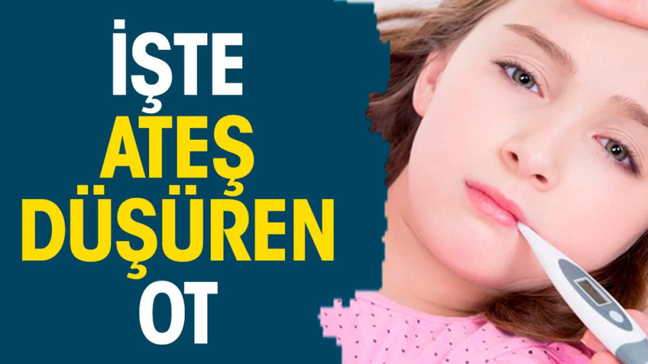 İşte ateş düşüren ot