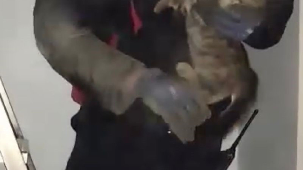 Kedi bacaya sıkışıp mahsur kalınca ev sahibi kediyi sahiplendi
