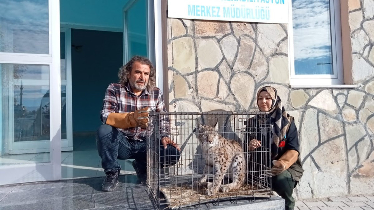 Nesli tehlike altında olan yaralı vaşak tedavi altına alındı