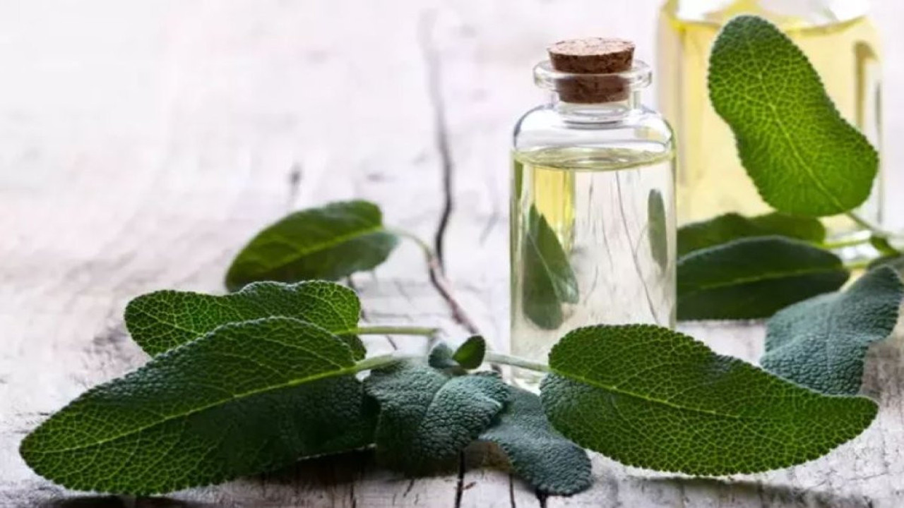 Adaçayı yağı cilde iyi gelir mi? Adaçayı yağının faydaları neler?