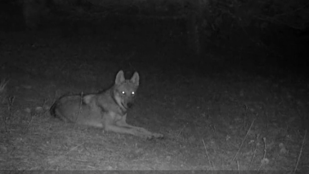 Bir foto kapan kuruldu hayvanlar poz verme yarışına girdi