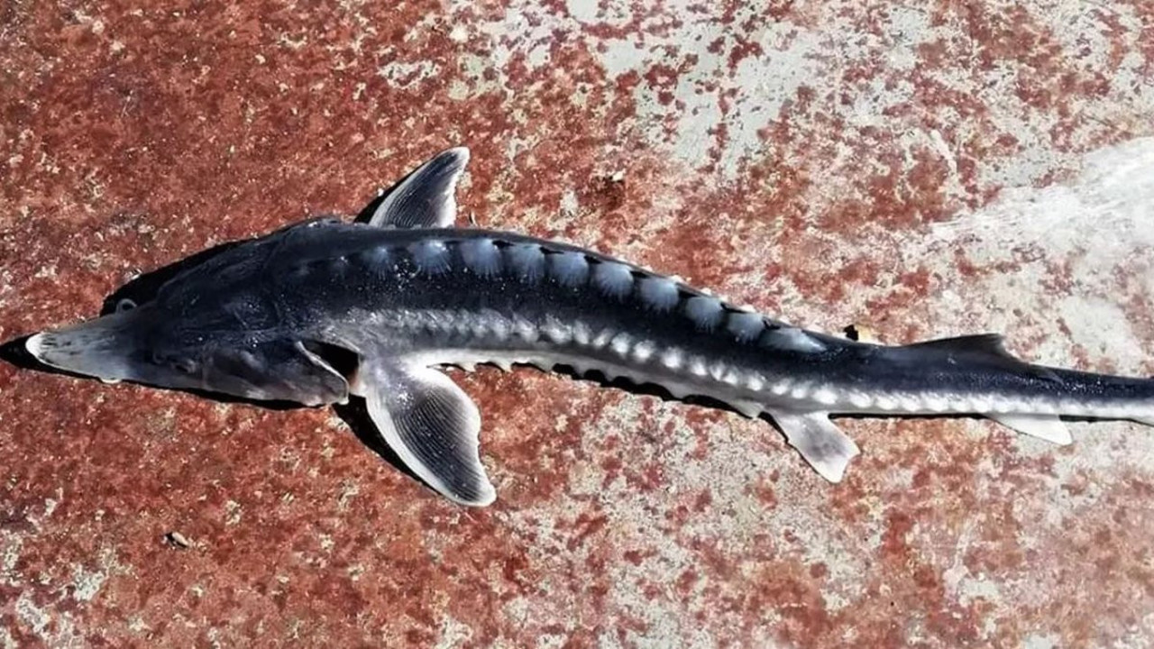 Dinozor döneminden olan balığın yumurtası 5 bin TL