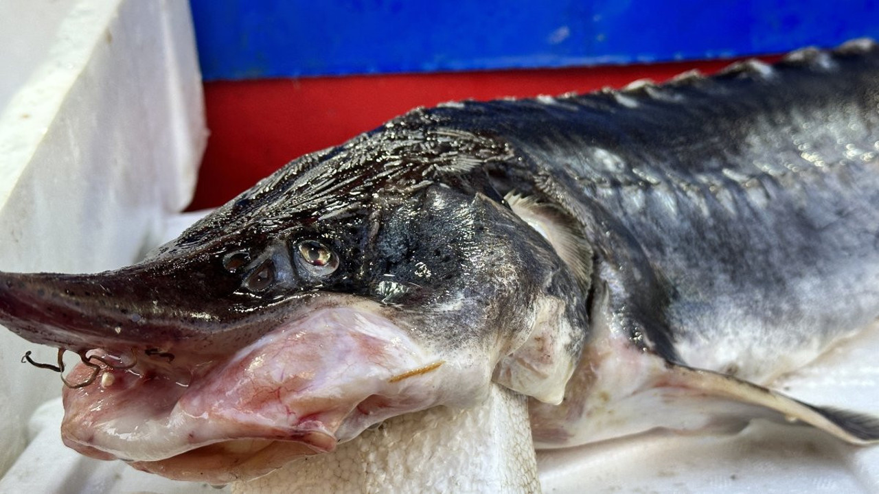 Dünyanın en pahalı havyarı Türkiye'de satılıyor. Fiyatını duyanın gözleri fal taşı gibi açıldı