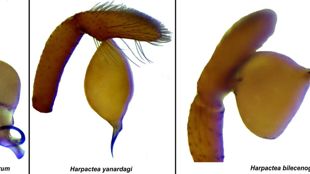 Antalya'da 8 yeni örümcek türü keşfedildi
