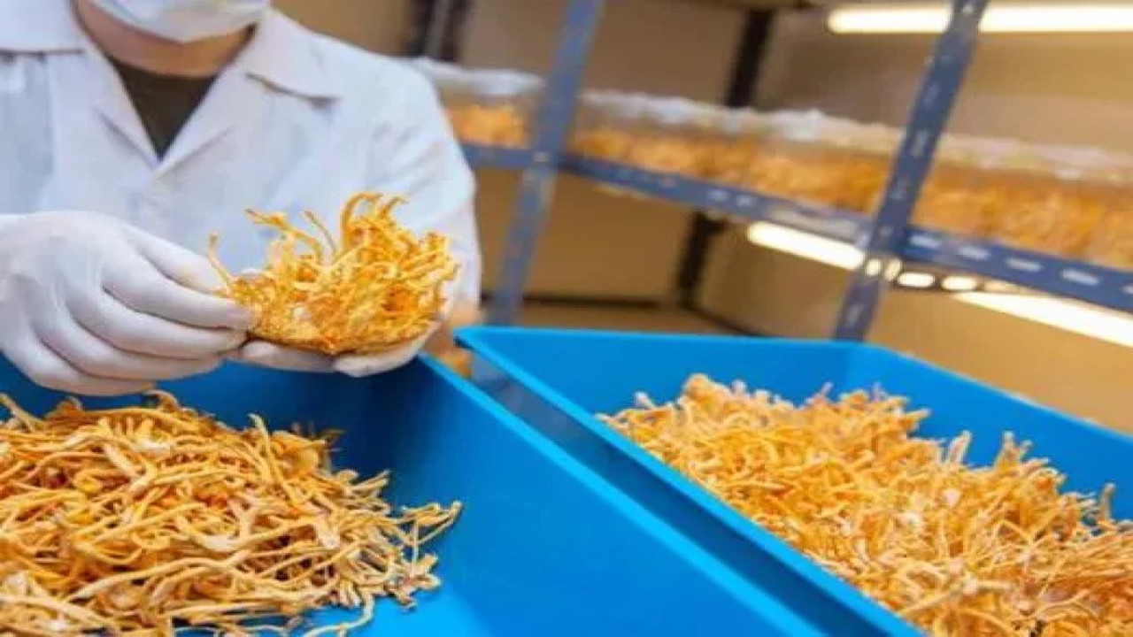 O mantar kansere umut ışığı mı