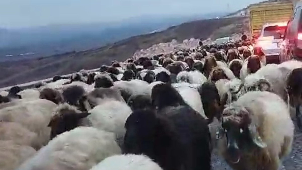 Siirt'te koyun sürüsünün geçtiği yol trafiğe kapandı (26 Kasım 2023)